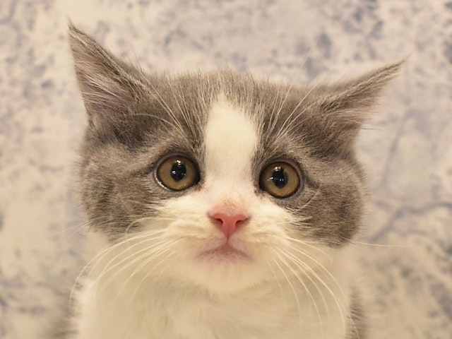 静岡県のマンチカン (ペッツワン伊東店/2024年2月22日生まれ/男の子/ブルーホワイト)の子猫